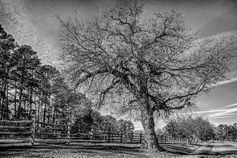 Welcome to Williamsburg Tree Photograph by Jerry Gammon