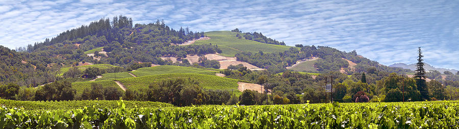 Welcome to Wine Country Photograph by Mike McGlothlen