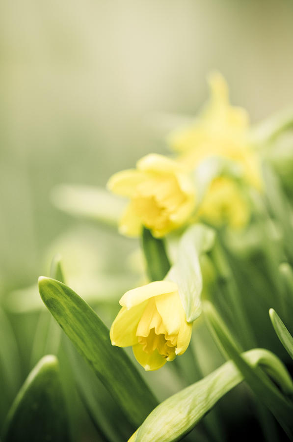 Welcoming Spring Photograph by Carolyn Cochrane - Fine Art America