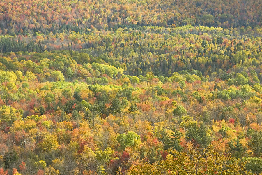 Weld Maine Fall Forest In Mount Blue State Park Photograph by Keith Webber Jr