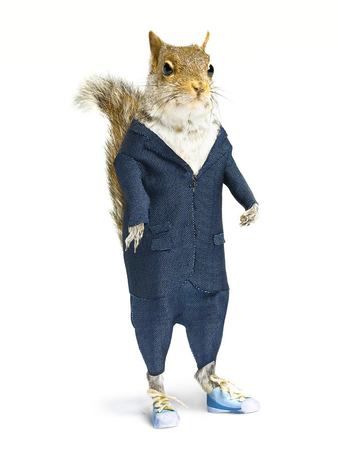 Well dressed squirrel in suit on white background. Photograph by Peter Dazeley