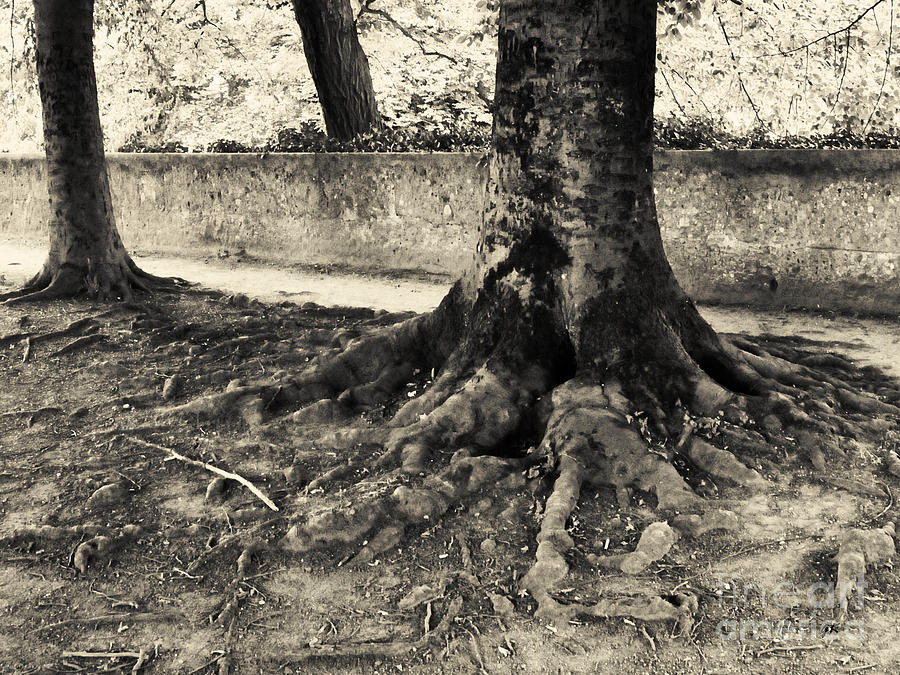 Nature Photograph - Well Established Roots by Gerlinde Keating