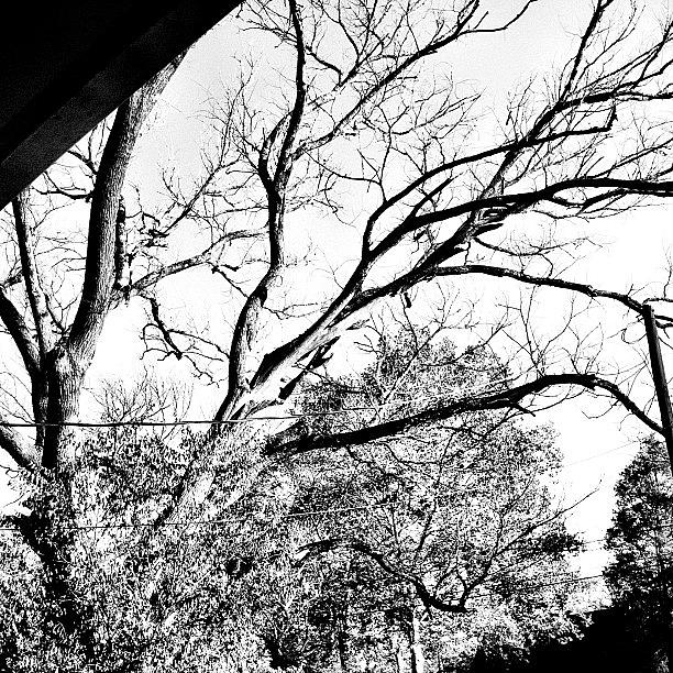 Black And White Photograph - Well Evil Trees Reedit by Akim  Lai-Fang