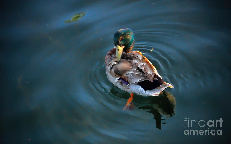 Well-groomed Duck Photograph by Elizabeth Winter