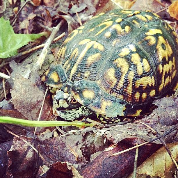 Well Hello. #boxturtle Photograph by Melissa Lutes