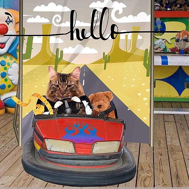 App Photograph - Well, Hello! New Kitty In The by Teresa Mucha