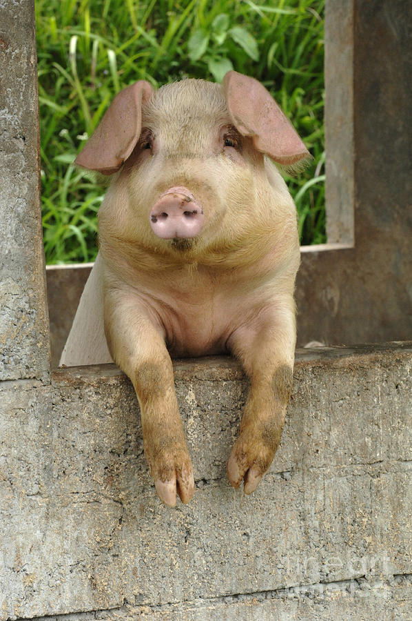 Pig Photograph - Well Hello There by Bob Christopher