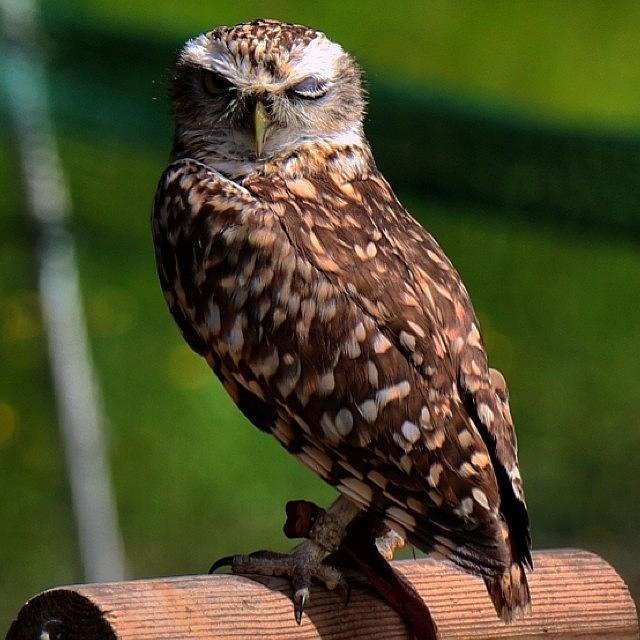 Owl Photograph - Well Ive Never Had A #littleowl Wink by Miss Wilkinson