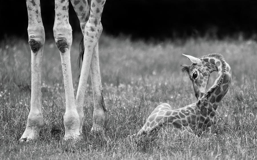 Black And White Photograph - Well Protected II by Andreas Feldtkeller