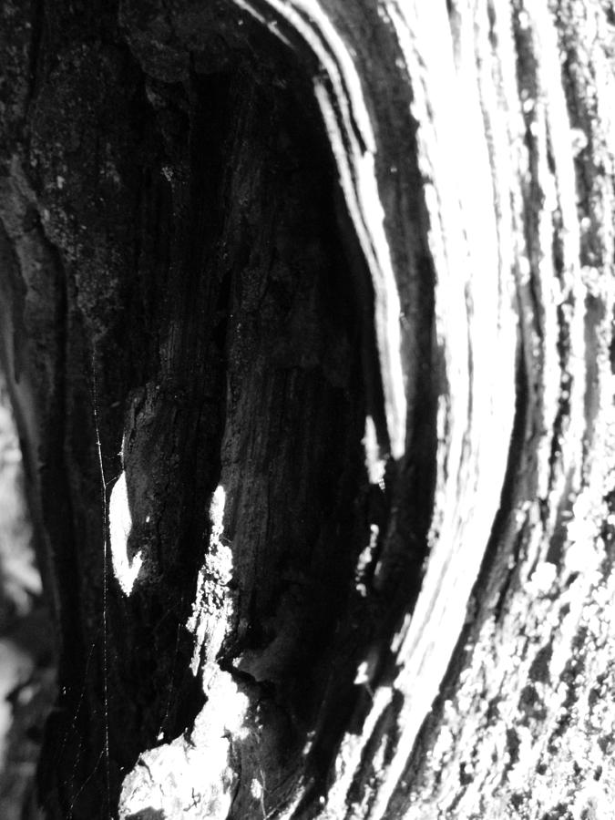Well Rounded Pecture Well rounded Photograph by Tara Miller - Fine Art America