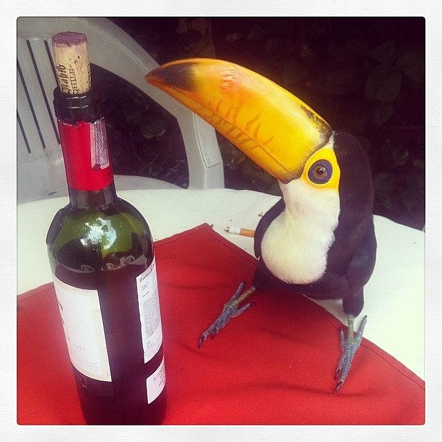 Toucan Photograph - Thirsty Toucan by Kate Marsden