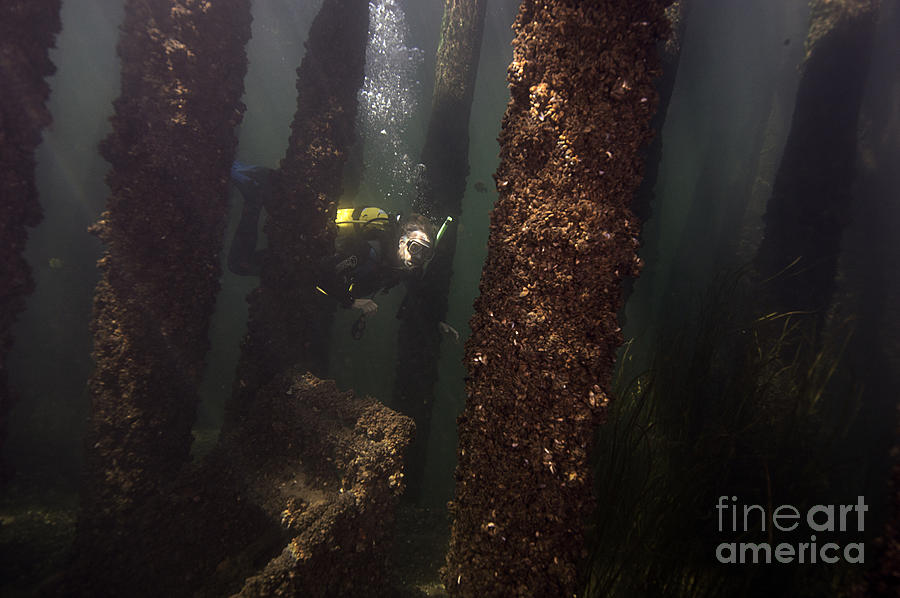 Welland Scuba Diver Photograph by JT Lewis