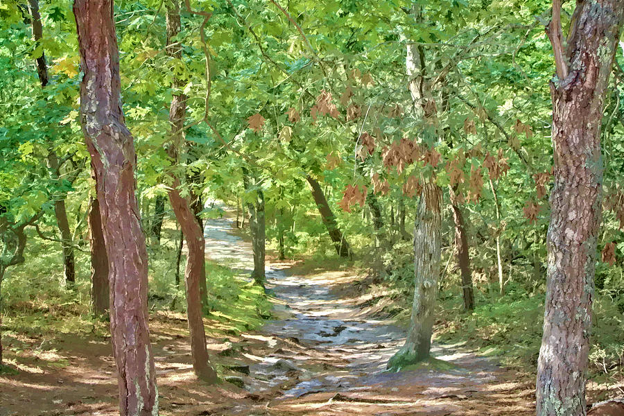 Wellfleet Forest Trail Photograph by Constantine Gregory