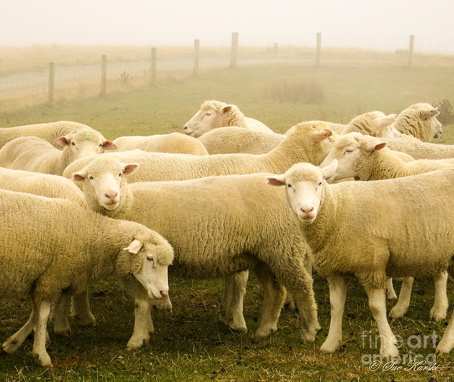 Wellington Sheep Photograph by Sue Karski