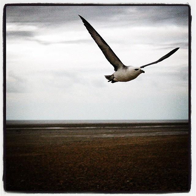 Seagull Photograph - Fly-By by Karen Cooper