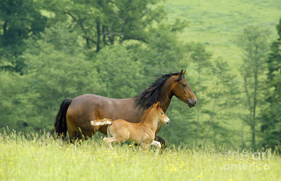 Welsh Cob Mare And Foal Photograph by Jean-Paul Ferrero