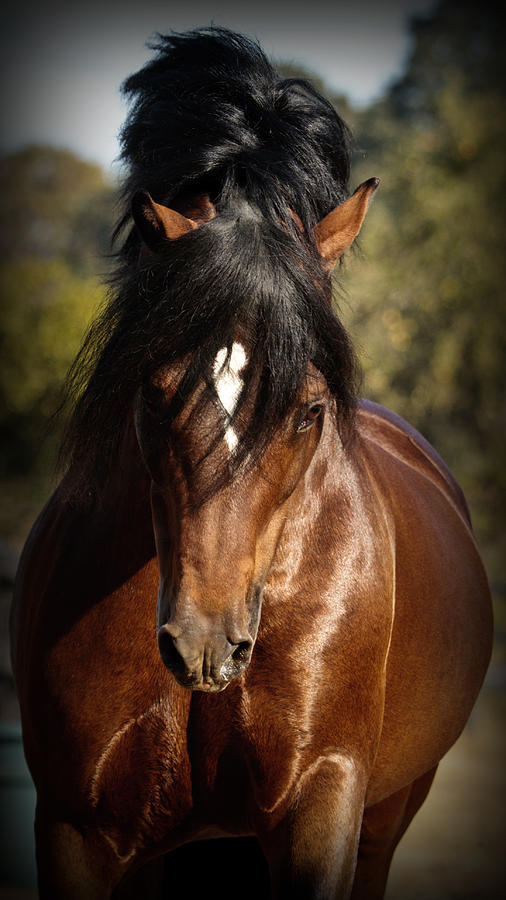 Welsh Cob Stallion Photograph by Wes and Dotty Weber
