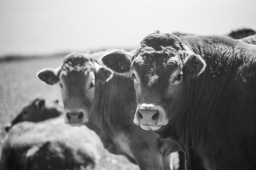 Welsh Cows Photograph by Ralf Kaiser