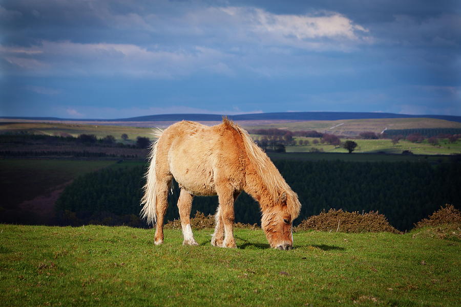 Welsh Mountain Pony Photograph by Clive Rees Photography