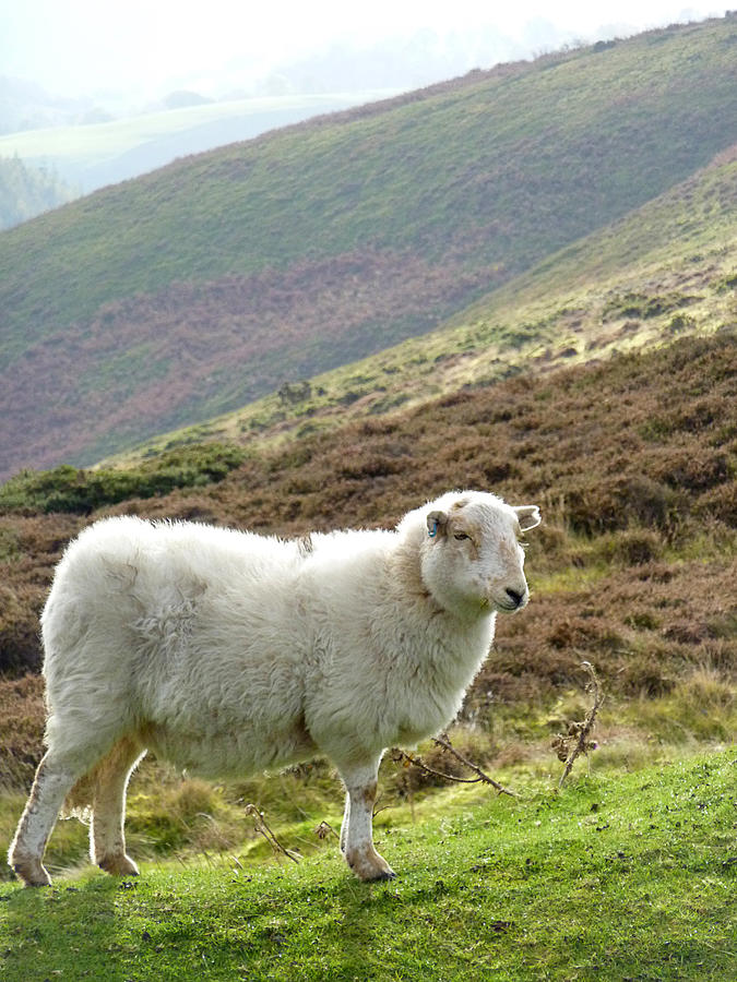 Welsh Mountain Sheep Photograph by Gill Billington