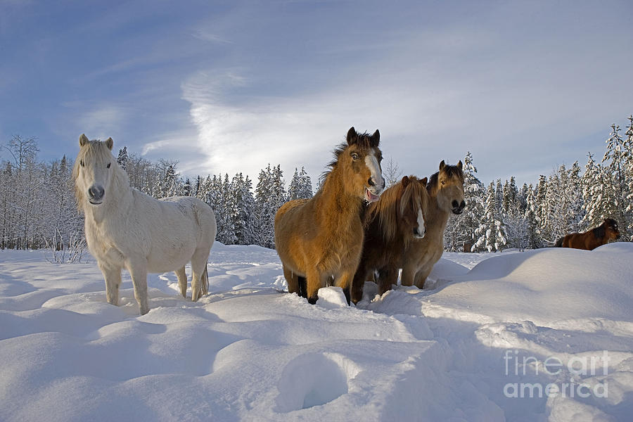 Welsh Ponies In Deep Snow Photograph by Rolf Kopfle