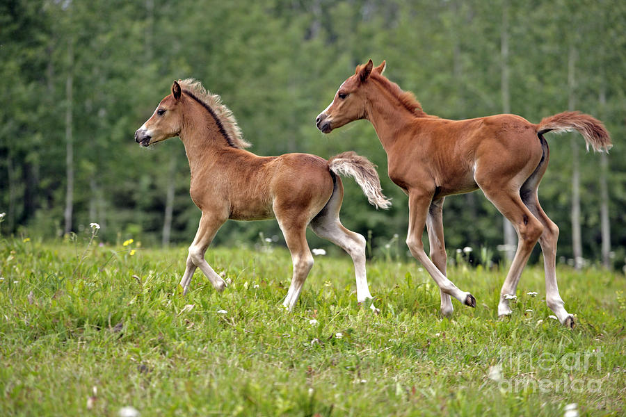 Welsh Pony Colt And Arabian Filly Photograph by Rolf Kopfle