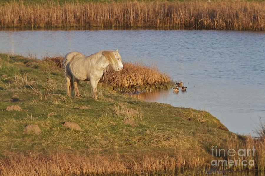 Nature Photograph - Welsh Pony  by Gary Bridger