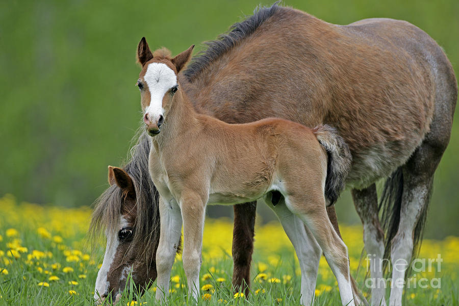 Welsh Pony Mare And Colt Photograph by Rolf Kopfle