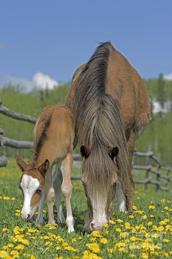 Welsh Pony Mare And Foal Grazing Photograph by Rolf Kopfle