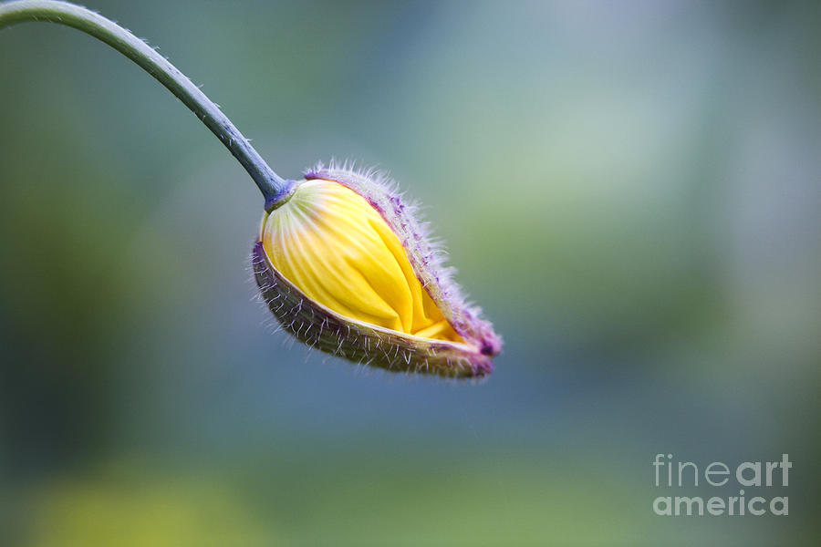 Flower Photograph - Welsh Poppy Bud Opening by Tim Gainey