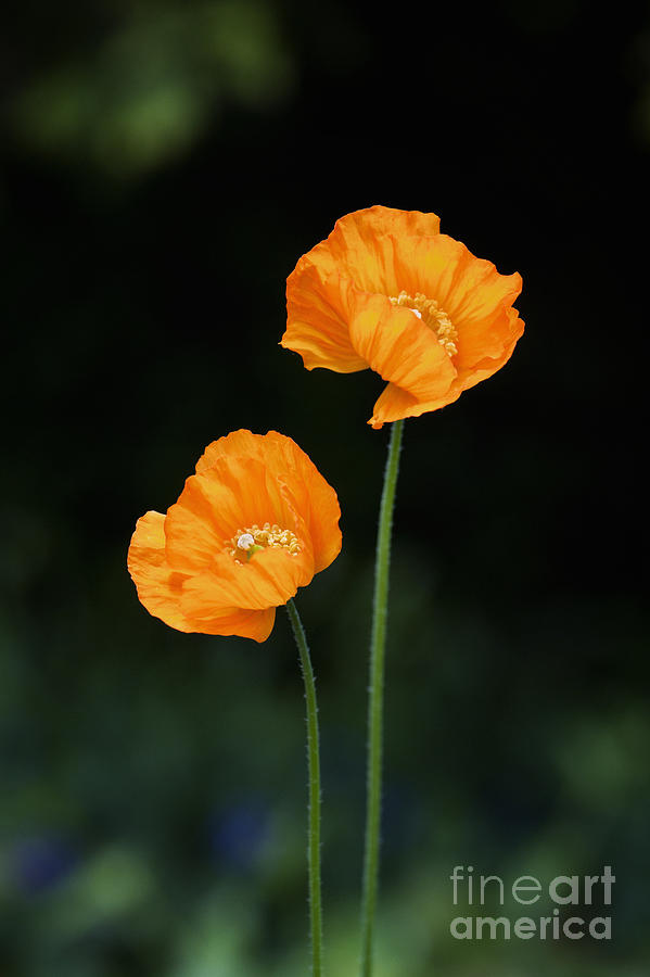 Flower Photograph - Welsh Poppy Flowers by Tim Gainey