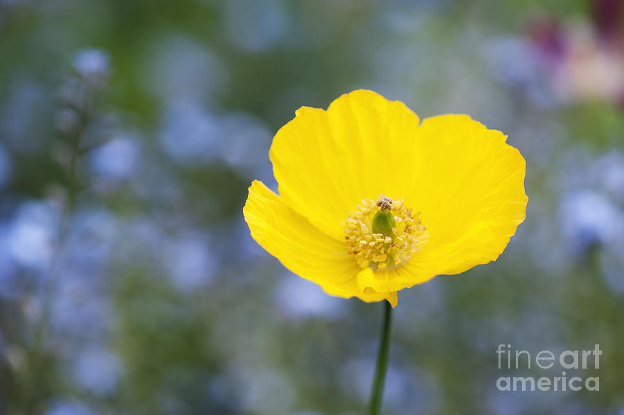 Flower Photograph - Welsh Poppy  by Tim Gainey