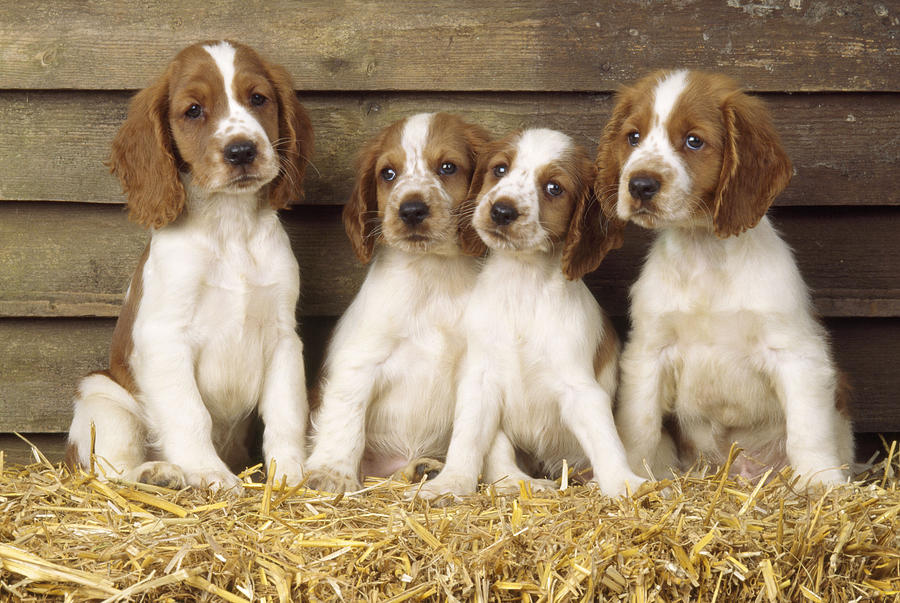 Welsh Springer Spaniel Puppies Photograph by John Daniels
