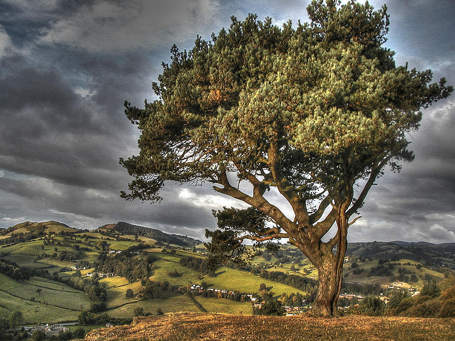 Welsh Tree Photograph by Michaelalonzo Kominsky