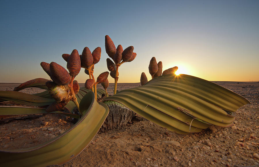 Welwitschia Mirabilis In The Namib Photograph by Francesco Tomasinelli