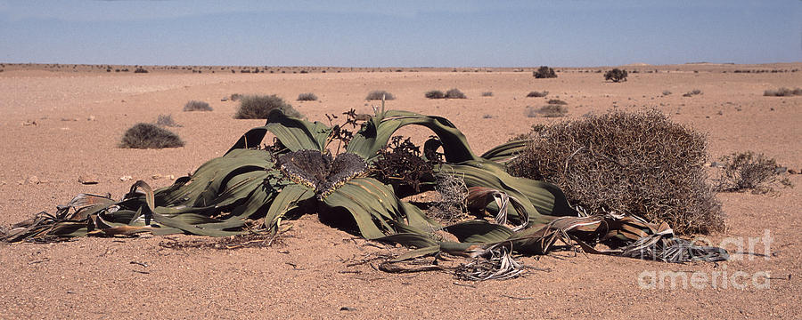 Welwitschia mirabilis Photograph by Liz Leyden
