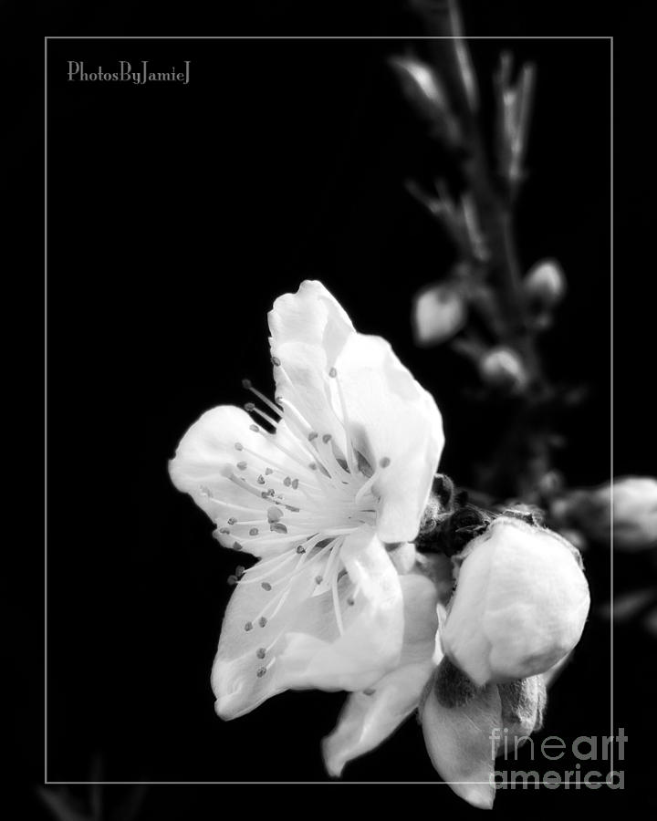 Wenatchee Blossom Photograph by Jamie Johnson