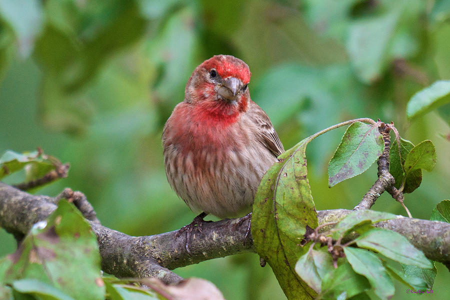 House Finch - Were you talking to me Photograph by Kristin Hatt
