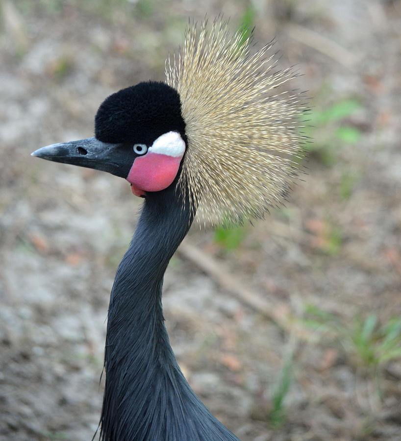 West African Crowned Crane 2 Photograph by Richard Bryce and Family
