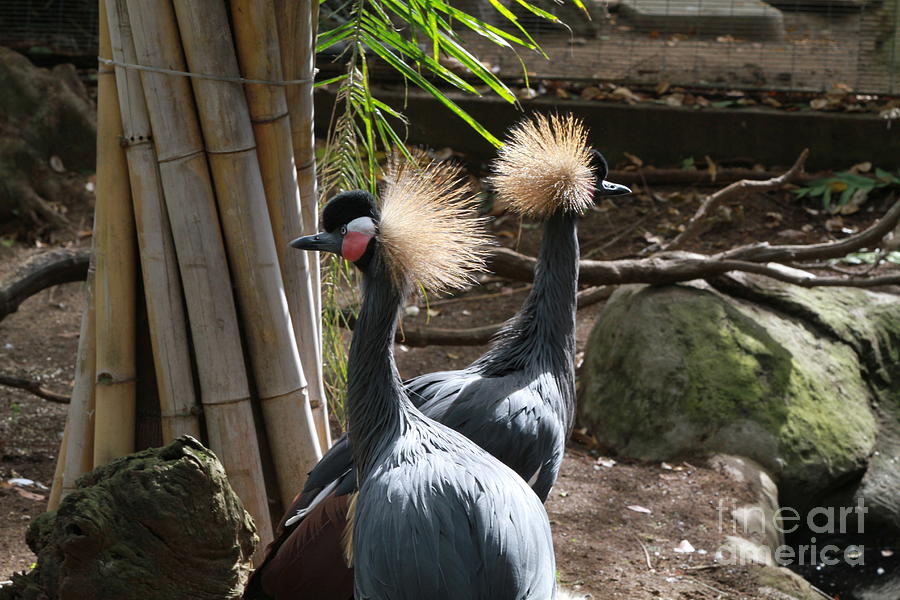 West African Crowned Crane Photograph by Edward R Wisell