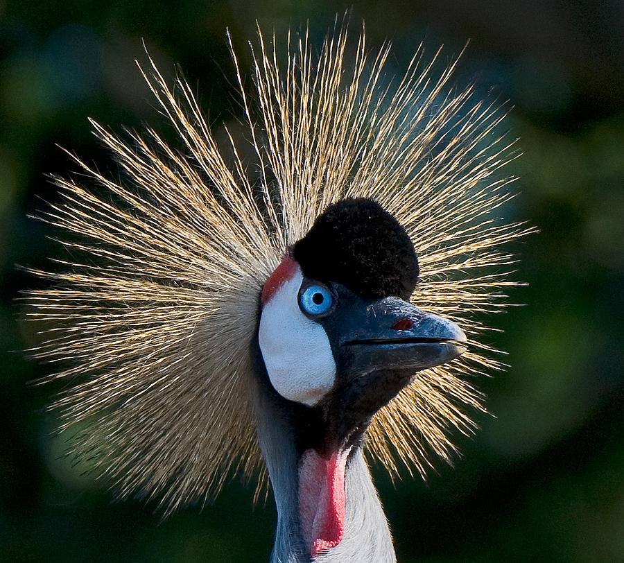 West African Crowned Crane Photograph by Ginger Wakem