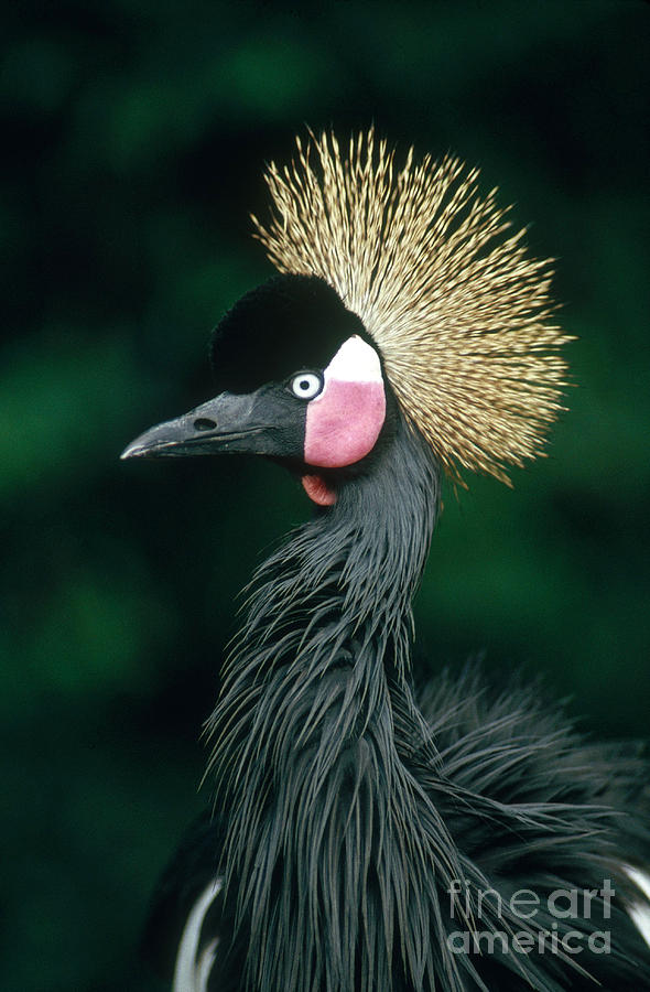 West African Crowned Crane Photograph by Gregory G. Dimijian, M.D.