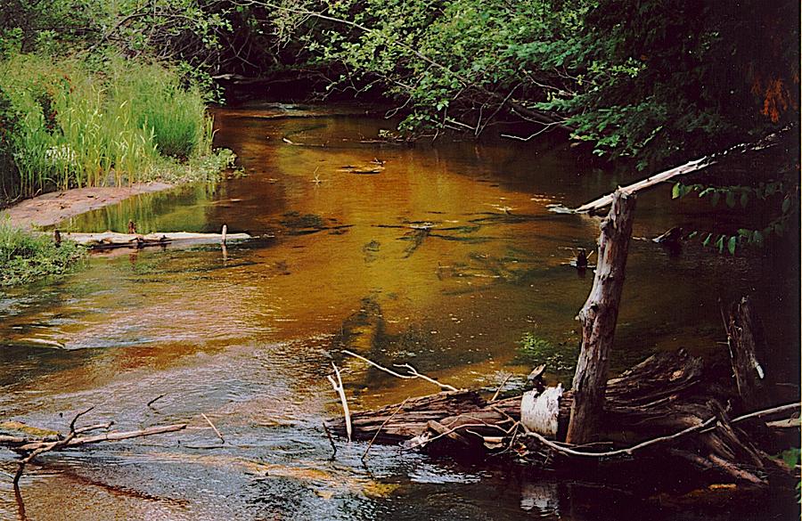 West Branch Maple Photograph by Joseph Yarbrough
