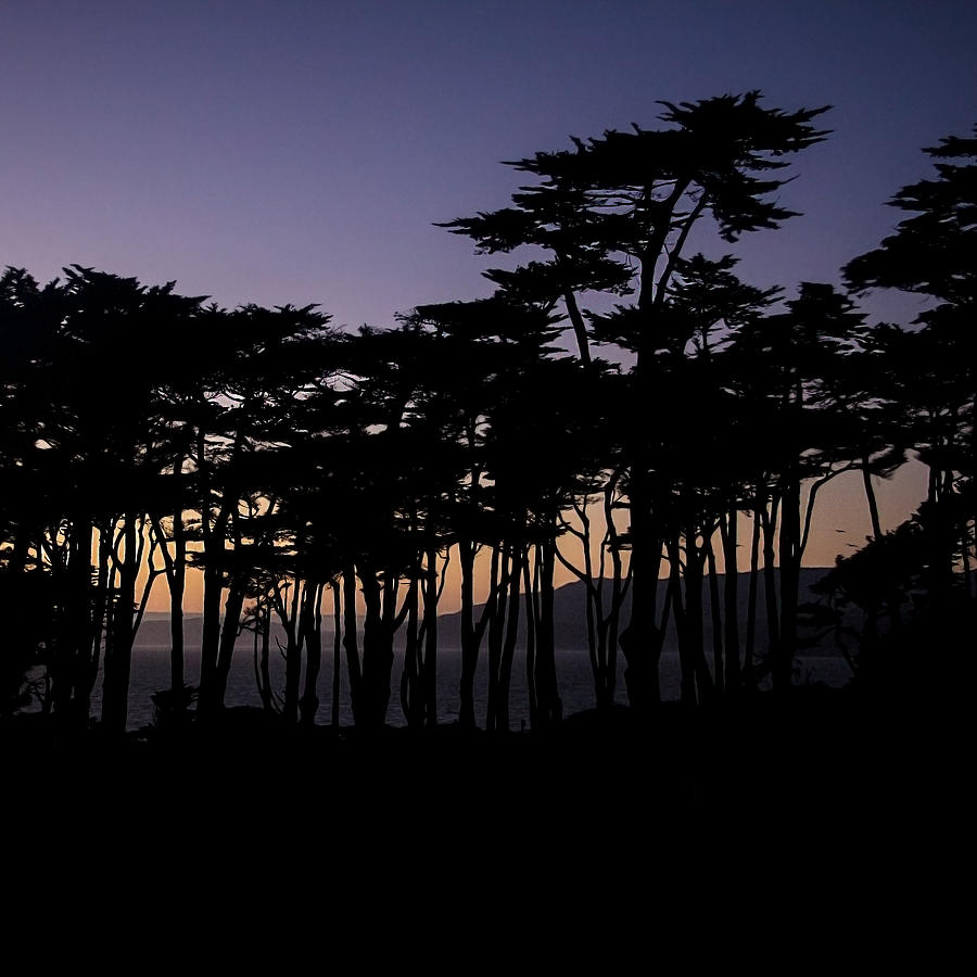 West Coast Cypress Trees Photograph by Lee Harland