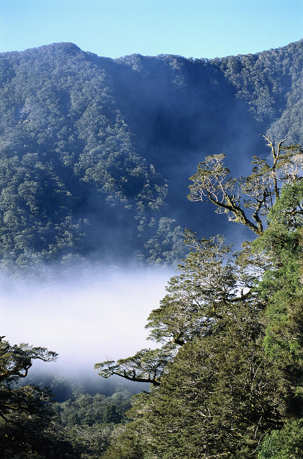 West Coast Forest Haast River Valley Photograph by Tui De Roy