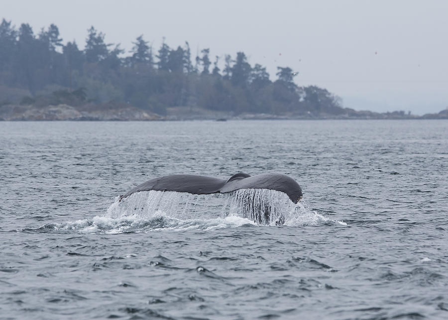 West Coast Humpback Photograph by Clint Rivers - Fine Art America