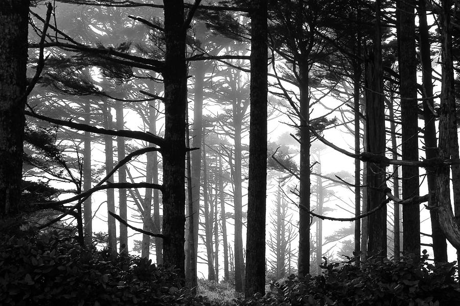 West Coast Trees Photograph by Brian Sereda