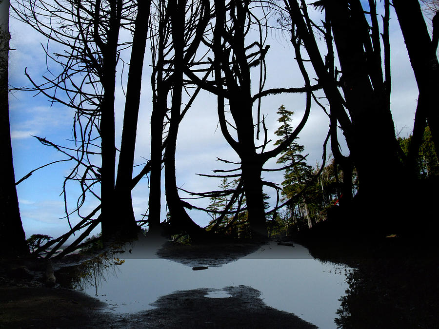 West Coast Woods Photograph by Lyn Perry - Fine Art America