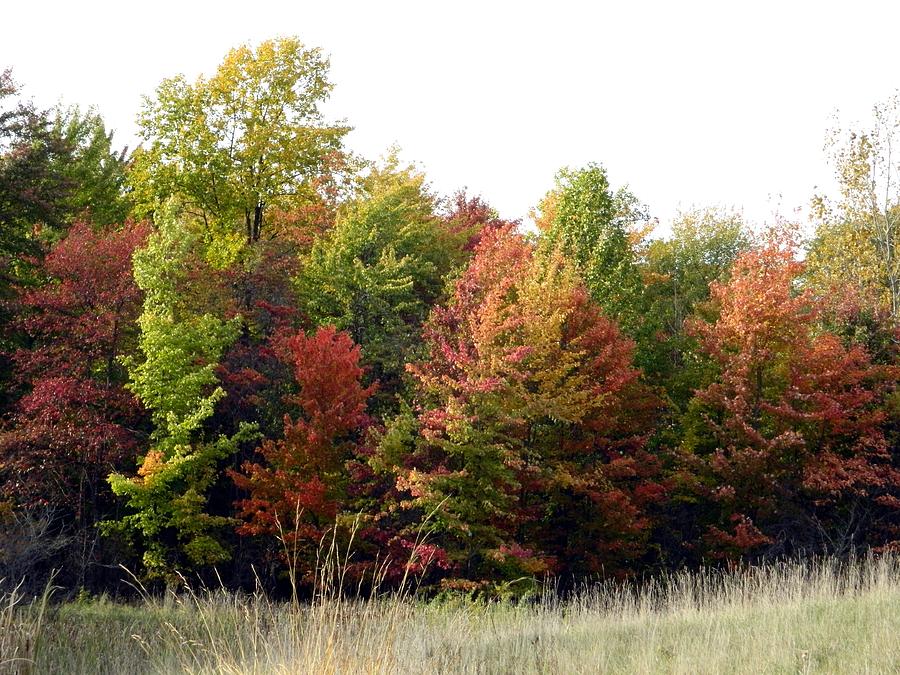 West Creek Autumn Colors Photograph