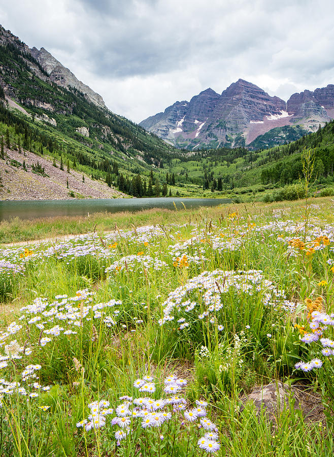 West Elk Wildflowers Photograph by Adam Pender